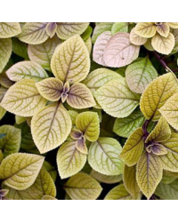 Plectranthus Sasha