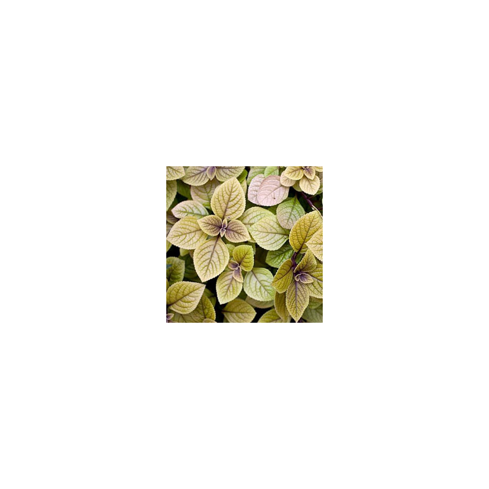 Plectranthus Sasha