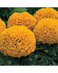 Rose d'Inde Antigua Orange