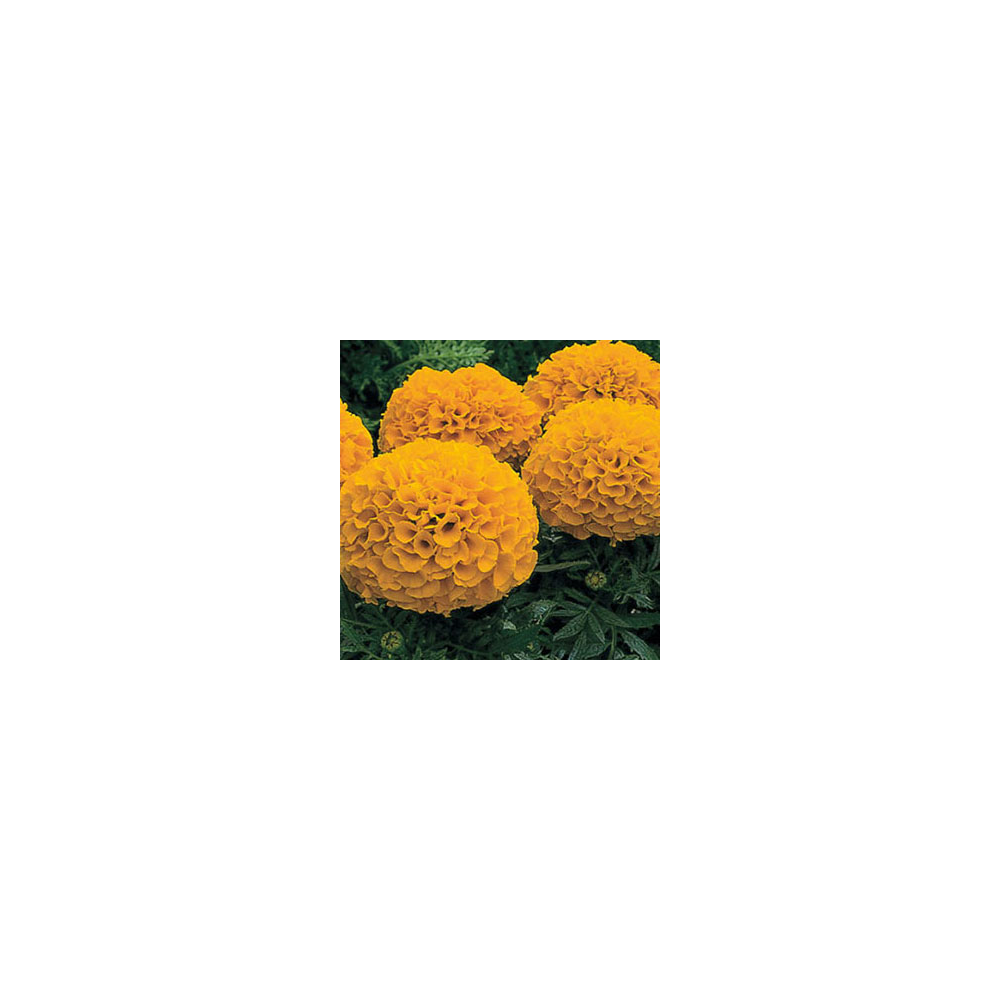 Rose d'Inde Antigua Orange