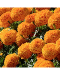Rose d'Inde Perfection Orange