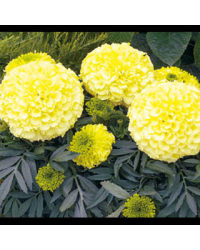 Rose d'Inde Perfection Yellow