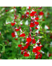 Sauge Microphylla Hot Lips rouge