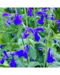 Sauge Patens Patio Dark Blue