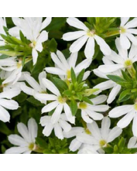 Scaevola Early Compact White