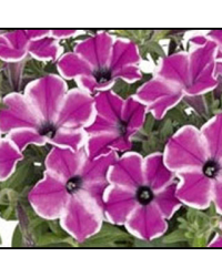 Surfinia Cascade Surprise Purple Dance