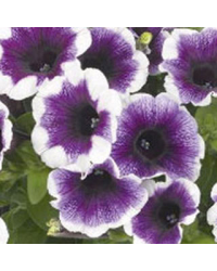 Surfinia Compact Purple Halo