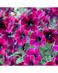 Surfinia Compact Sweetunia Johnny Flame