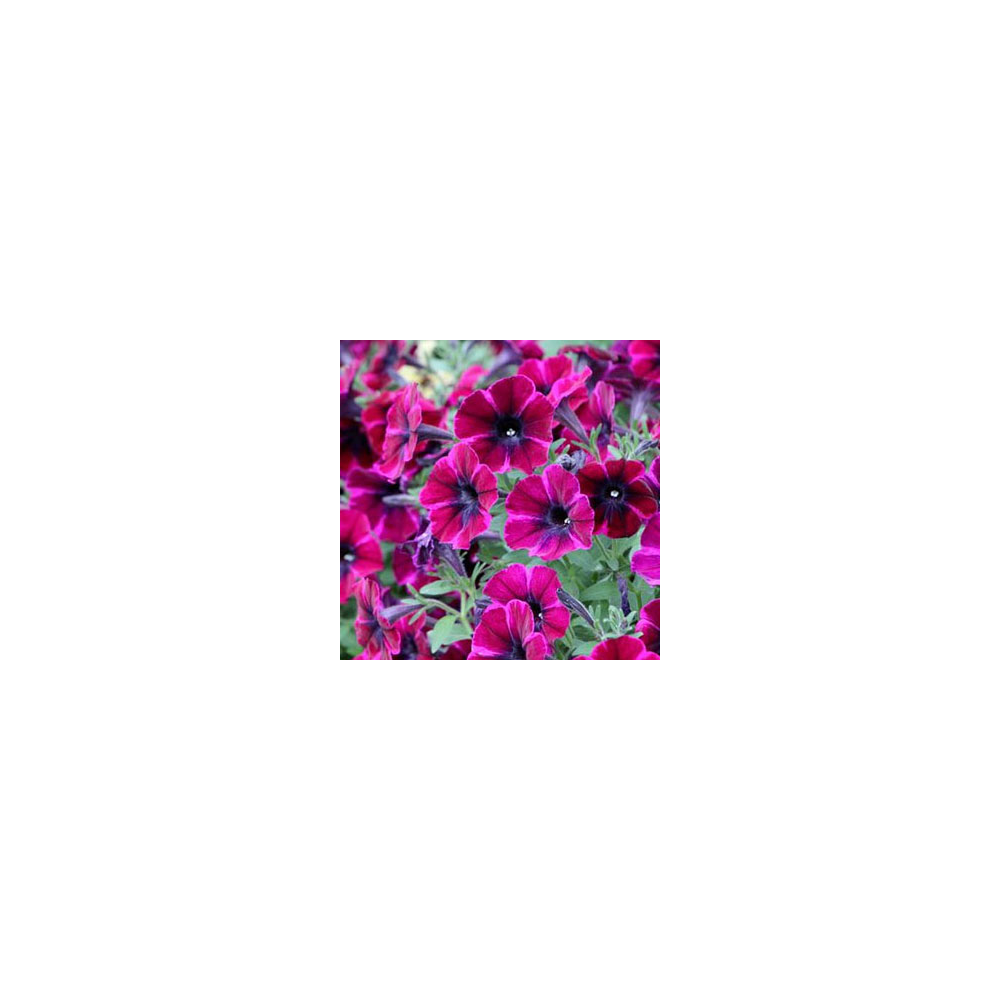Surfinia Compact Sweetunia Johnny Flame