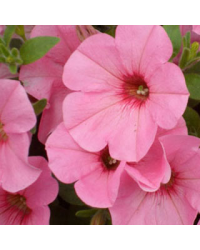 Surfinia Compact Sweetunia Bubblelou