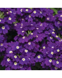 Verveine Retombante Blue Violet Eye