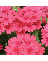 Verveine Retombante Coral Rose