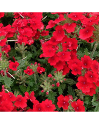 Verveine Retombante Empress Flair Red