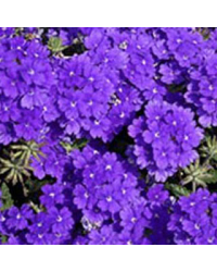 Verveine Retombante Lanai Blue Denim
