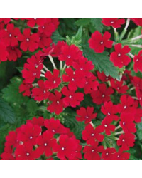 Verveine Retombante Lanai Early Scarlet