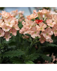 Verveine Retombante Lanai Peach Imp