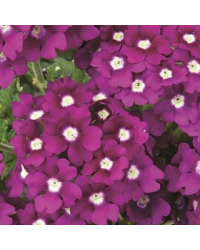 Verveine Retombante Lanai Royal Purple Eye