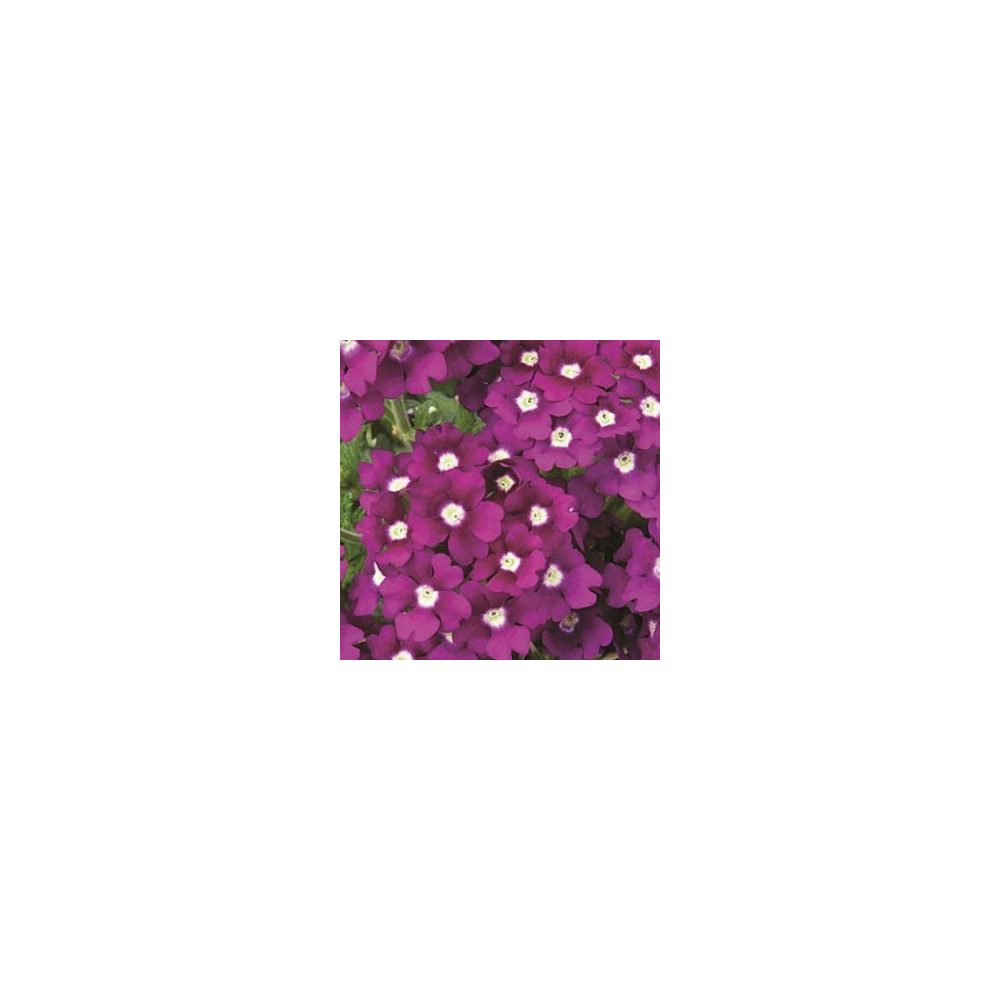 Verveine Retombante Lanai Royal Purple Eye