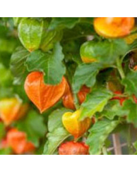 Physalis Coqueret Du Perou Goldvital