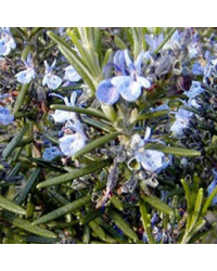 Romarin Blue Winter