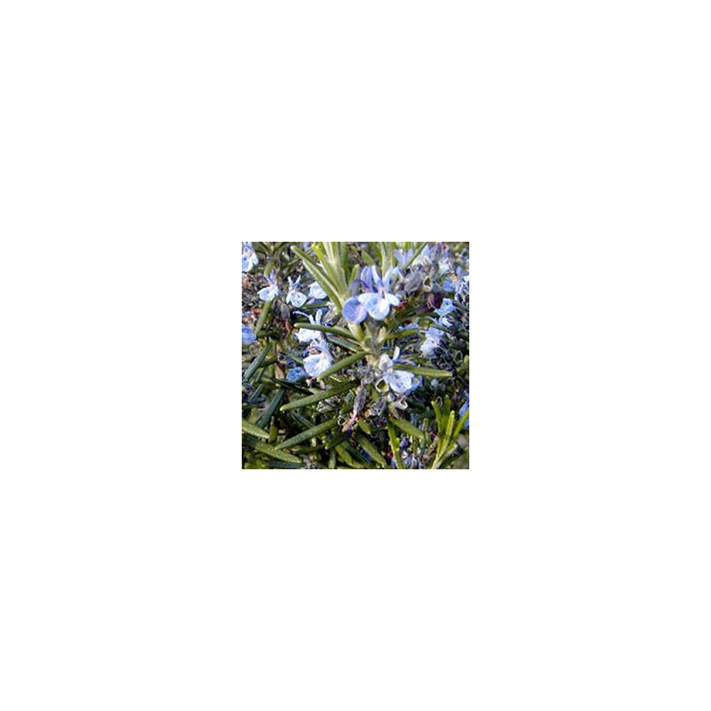 Romarin Blue Winter