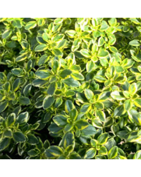 Thym Mystic Lemon