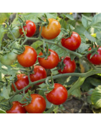 Tomate Cerise Greffe Favorita F1