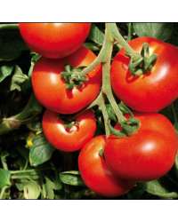 Tomate Greffe Maestria F1