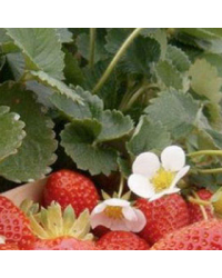 Fraisier Anais
