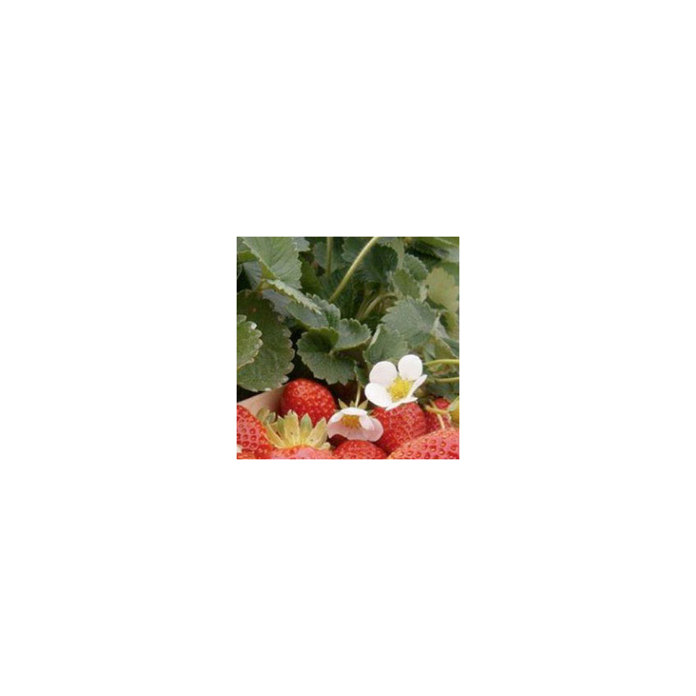Fraisier Anais