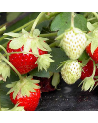 Fraisiers Mariguette