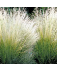 Stipa Cheveux D'Ange Pony Tails