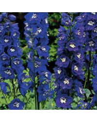 Delphinium Magic Fontains Dark Blue/White