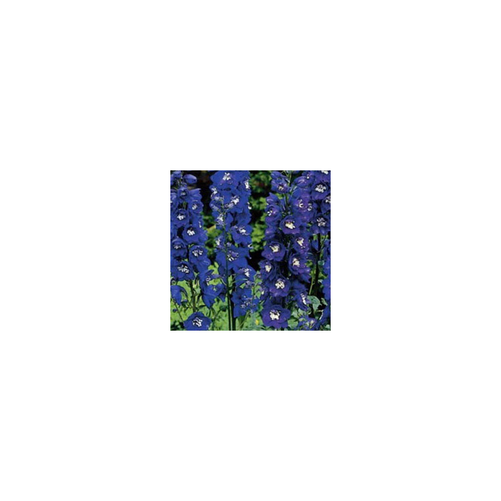Delphinium Magic Fontains Dark Blue/White