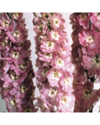 Delphinium Magic Fontains Pink/White