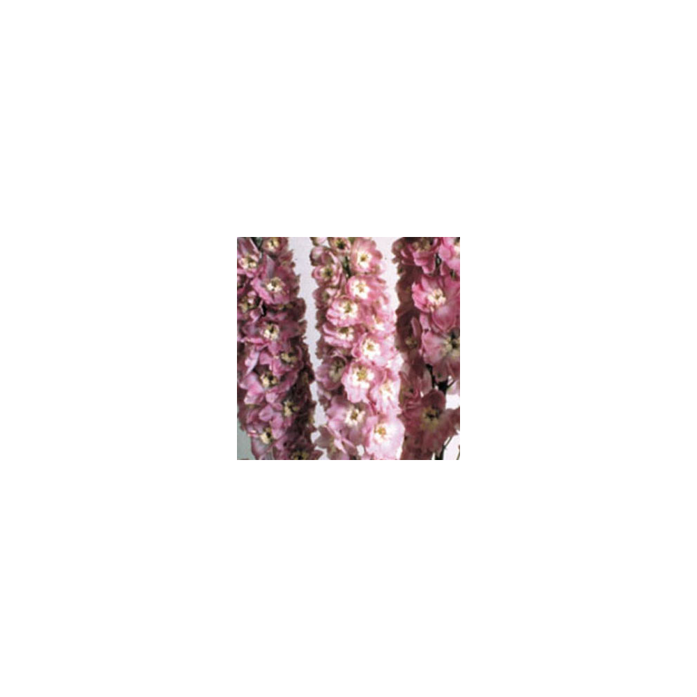 Delphinium Magic Fontains Pink/White
