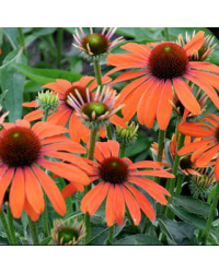 Echinacea Purpurea Julia