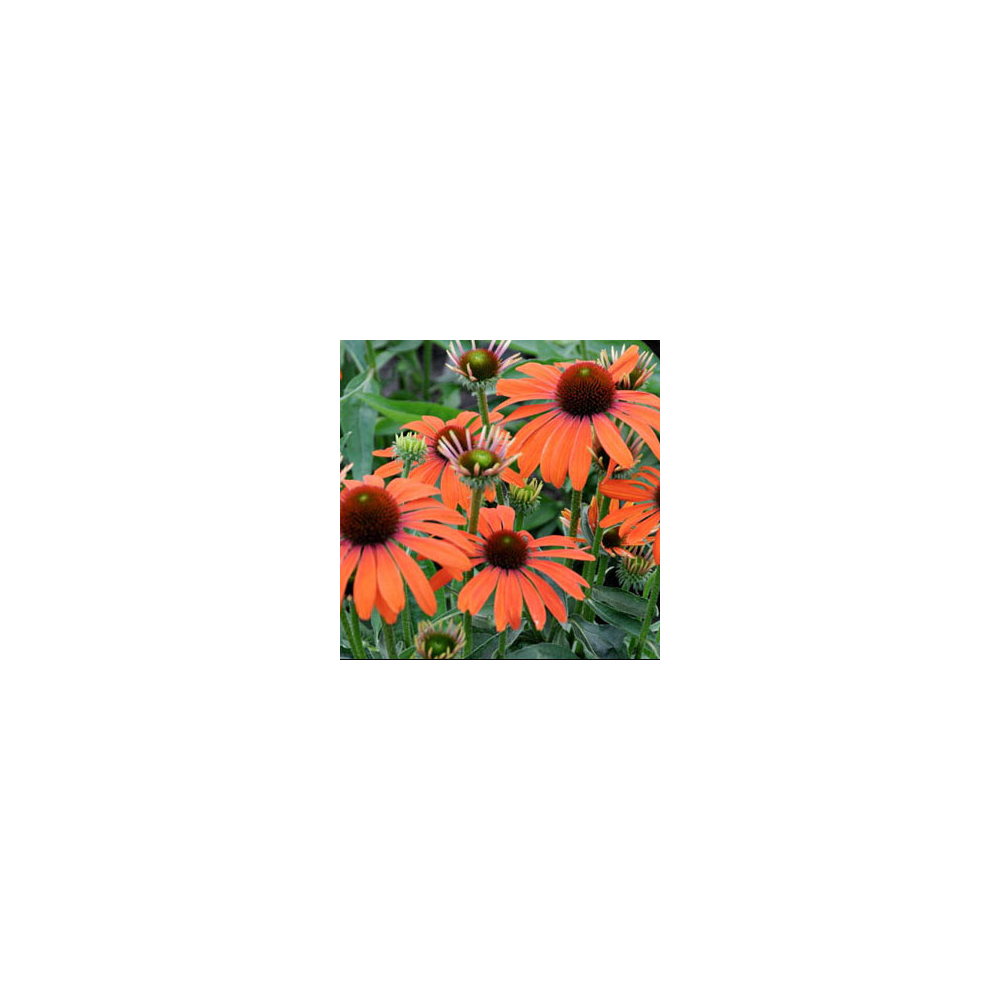 Echinacea Purpurea Julia