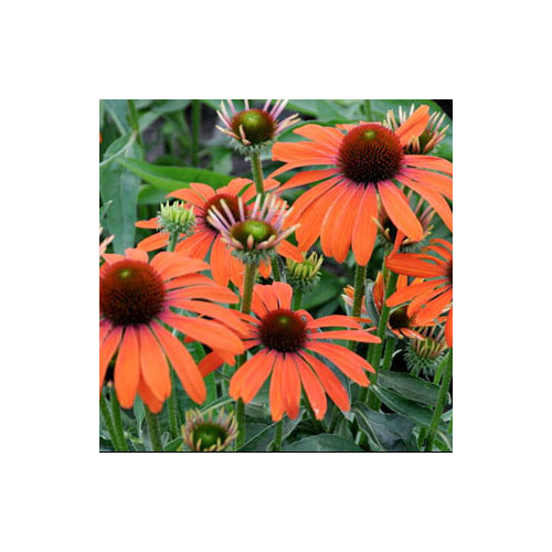 Echinacea Purpurea Julia
