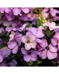 Giroflée Erysimum Poem Lavender
