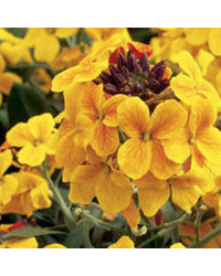 Giroflée Erysimum Rysi Copper