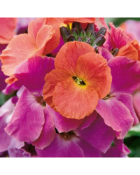 Giroflée Erysimum Winter Orchid
