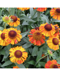 Helenium Short'N Sassy