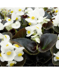 Begonia Massif Ascot Bronze White