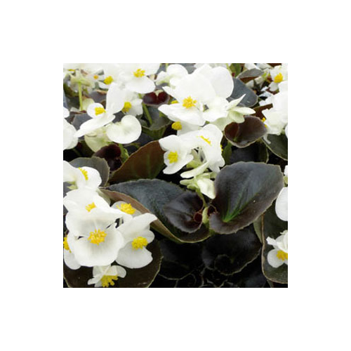 Begonia Massif Ascot Bronze White