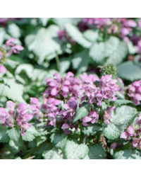 Lamium Mac Pink Chablis