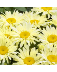 Leucanthemum Banana Cream