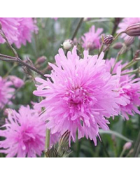 Lychnis Petit Jenny