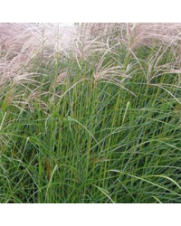 Miscanthus Kleine Fontaine