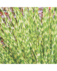 Miscanthus Zebrinus
